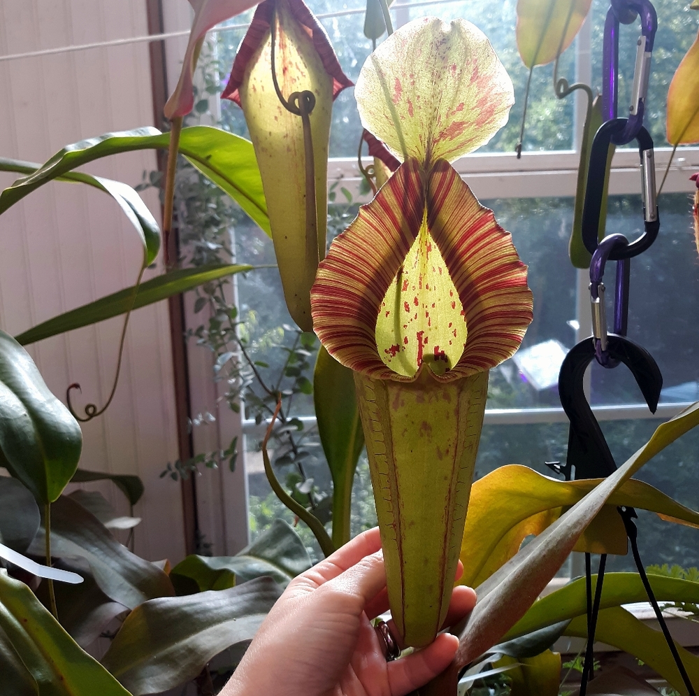 🌿 Carnivorous plant 🌿